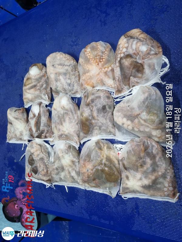 낚시뚜,낙지,속천항(진해),라라피싱,낚시뚜22