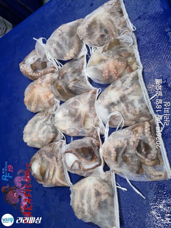 낚시뚜,낙지,속천항(진해),라라피싱,낚시뚜17