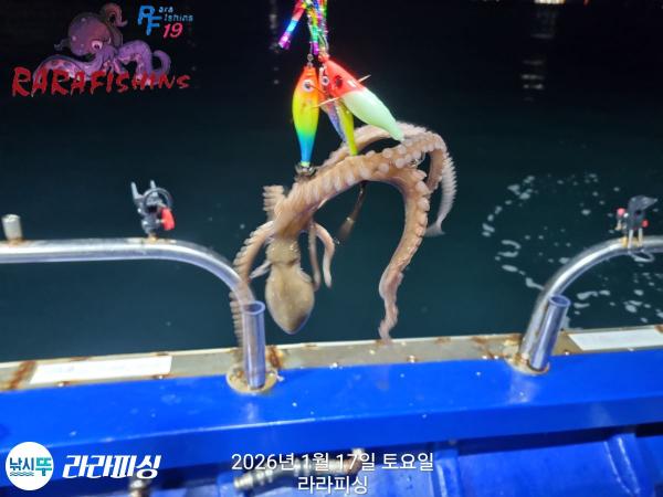 낚시뚜,낙지,속천항(진해),라라피싱,낚시뚜15