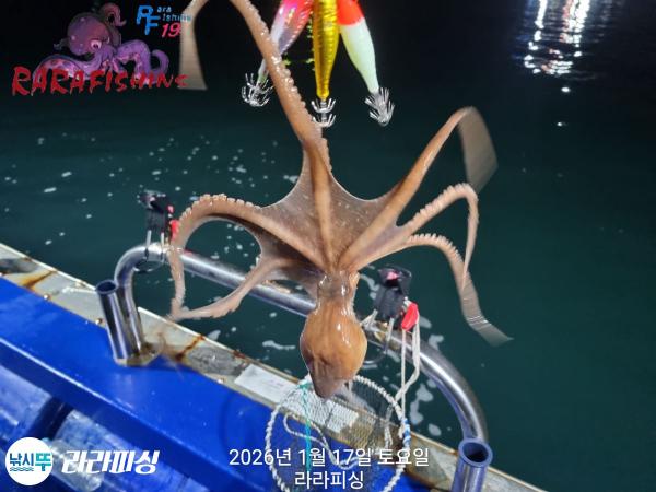 낚시뚜,낙지,속천항(진해),라라피싱,낚시뚜14