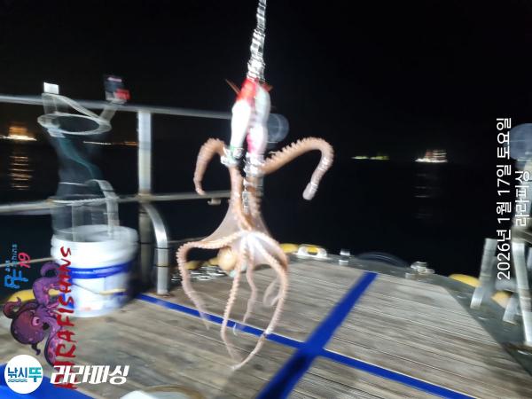 낚시뚜,낙지,속천항(진해),라라피싱,낚시뚜11