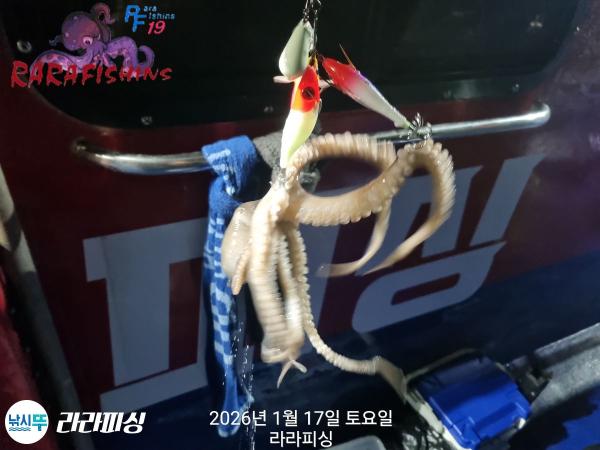 낚시뚜,낙지,속천항(진해),라라피싱,낚시뚜10