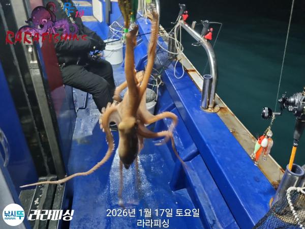 낚시뚜,낙지,속천항(진해),라라피싱,낚시뚜7