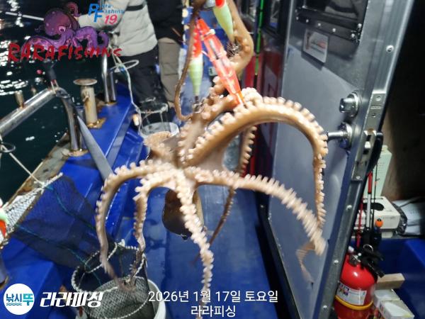 낚시뚜,낙지,속천항(진해),라라피싱,낚시뚜2