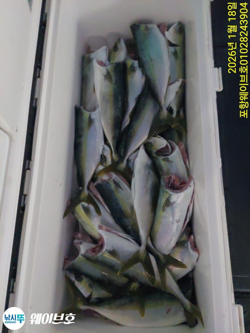 낚시뚜,방어,삼치,구룡포항,뉴웨이브호,낚시뚜20