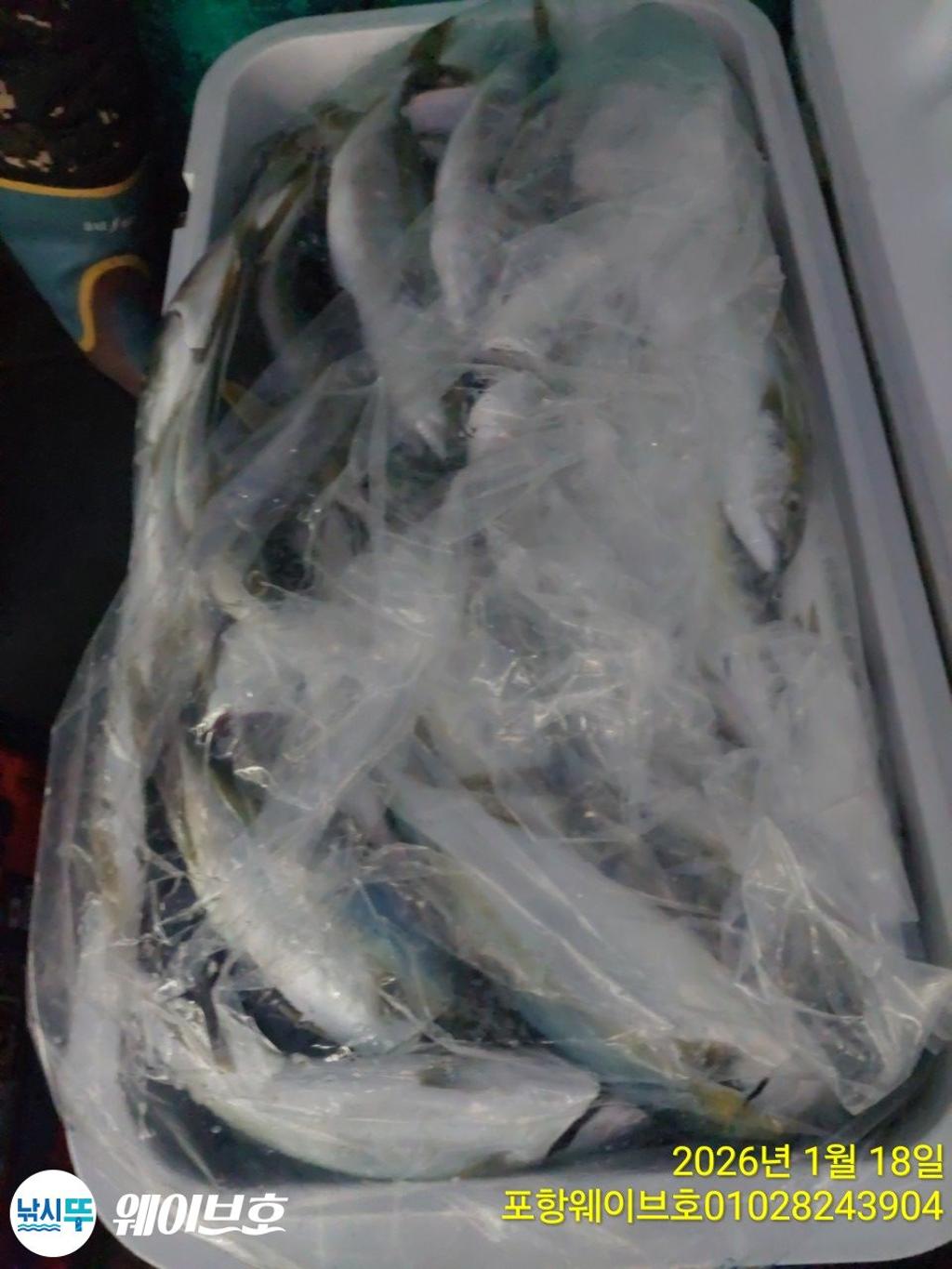 낚시뚜,방어,삼치,구룡포항,뉴웨이브호,낚시뚜19