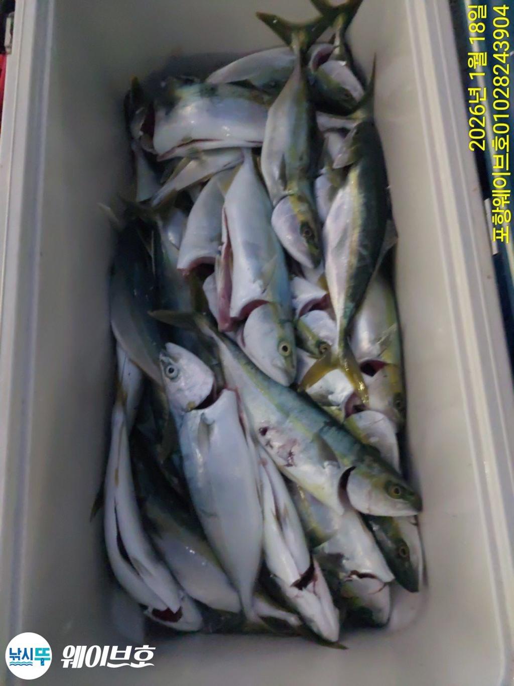 낚시뚜,방어,삼치,구룡포항,뉴웨이브호,낚시뚜18