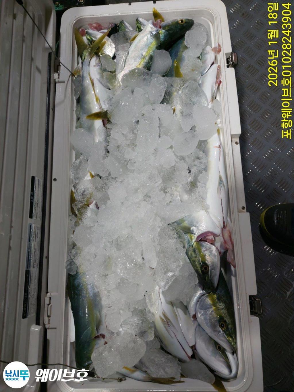 낚시뚜,방어,삼치,구룡포항,뉴웨이브호,낚시뚜16