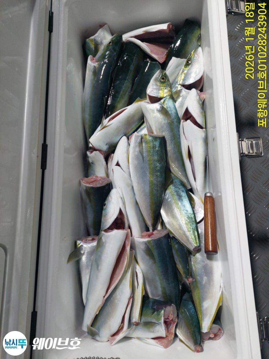 낚시뚜,방어,삼치,구룡포항,뉴웨이브호,낚시뚜15