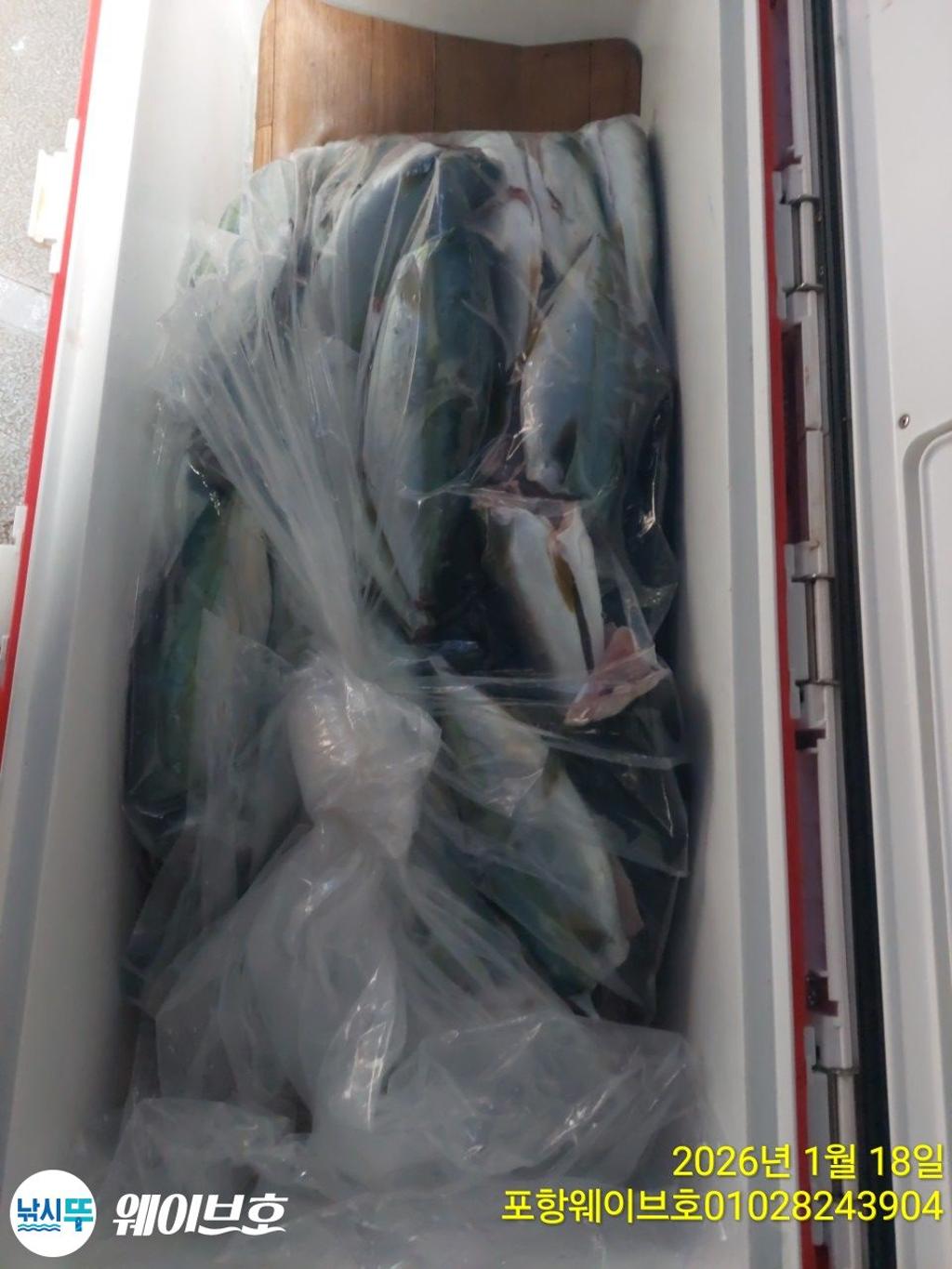 낚시뚜,방어,삼치,구룡포항,뉴웨이브호,낚시뚜14