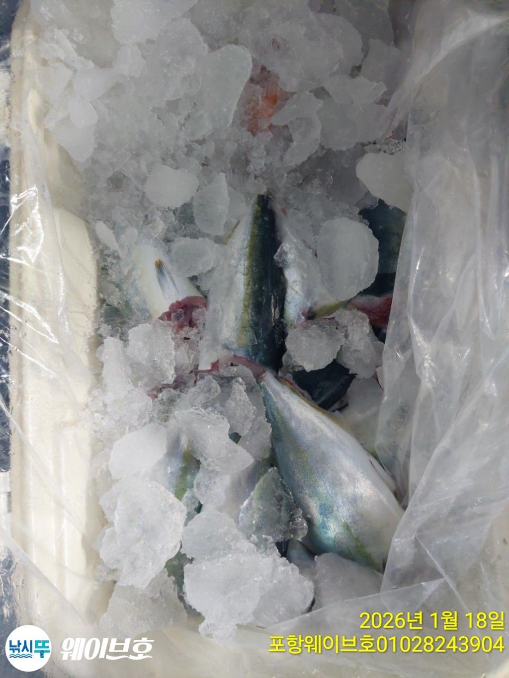 낚시뚜,방어,삼치,구룡포항,뉴웨이브호,낚시뚜13