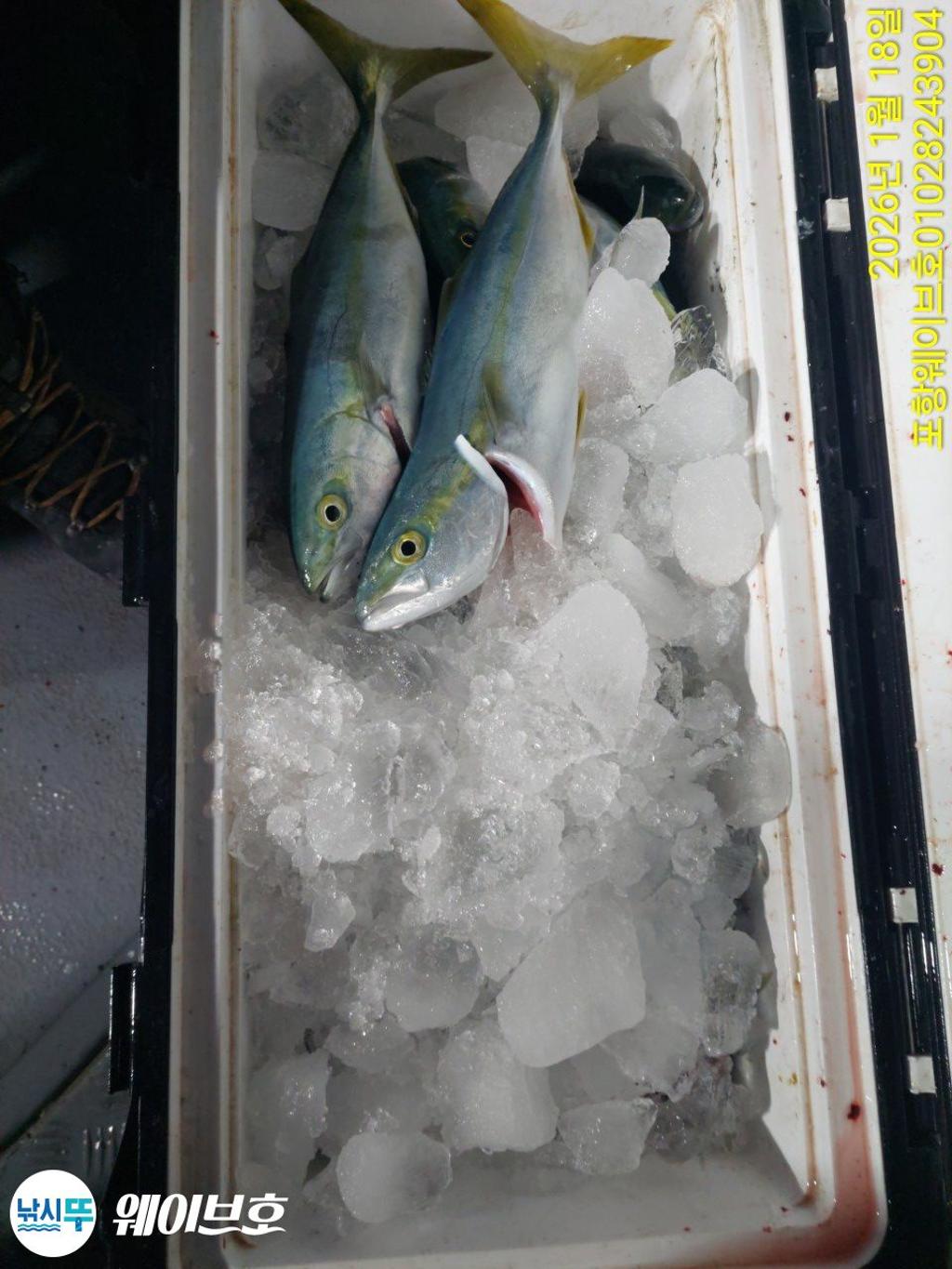 낚시뚜,방어,삼치,구룡포항,뉴웨이브호,낚시뚜12