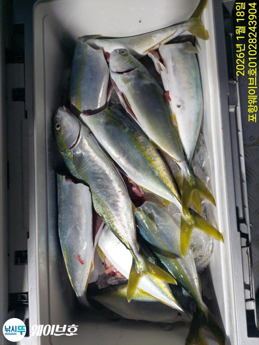 낚시뚜,방어,삼치,구룡포항,뉴웨이브호,낚시뚜11