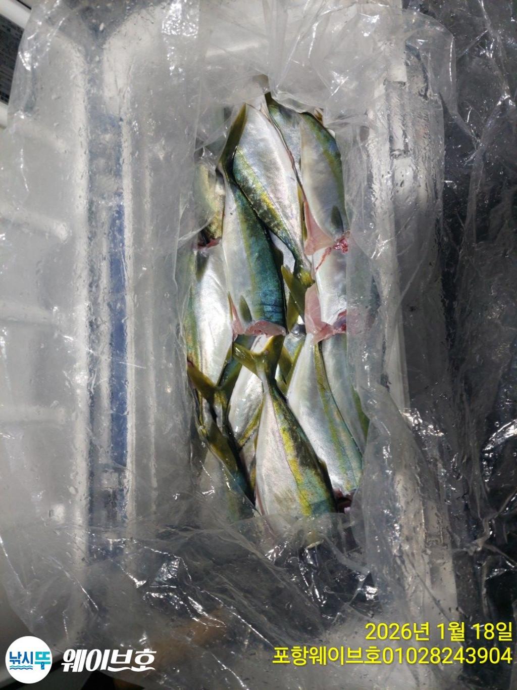 낚시뚜,방어,삼치,구룡포항,뉴웨이브호,낚시뚜10