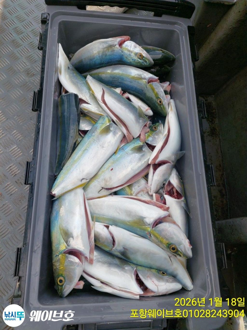 낚시뚜,방어,삼치,구룡포항,뉴웨이브호,낚시뚜9