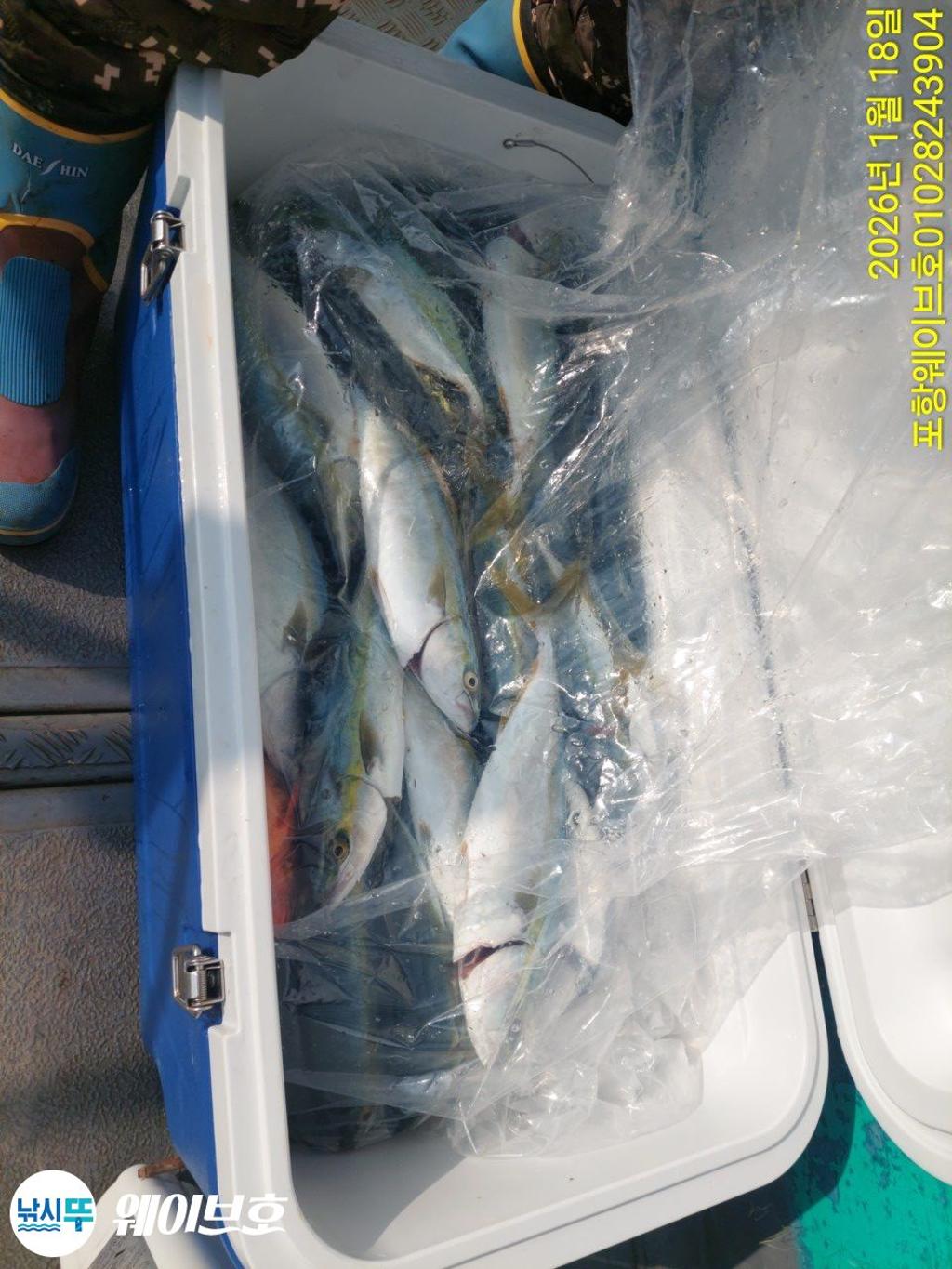 낚시뚜,방어,삼치,구룡포항,뉴웨이브호,낚시뚜8