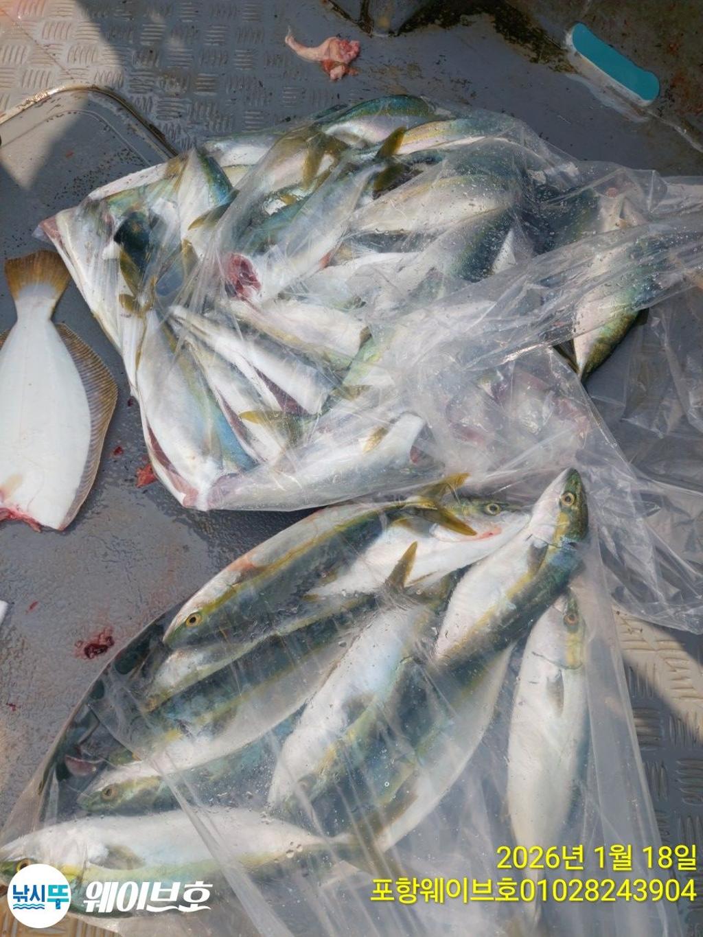 낚시뚜,방어,삼치,구룡포항,뉴웨이브호,낚시뚜7