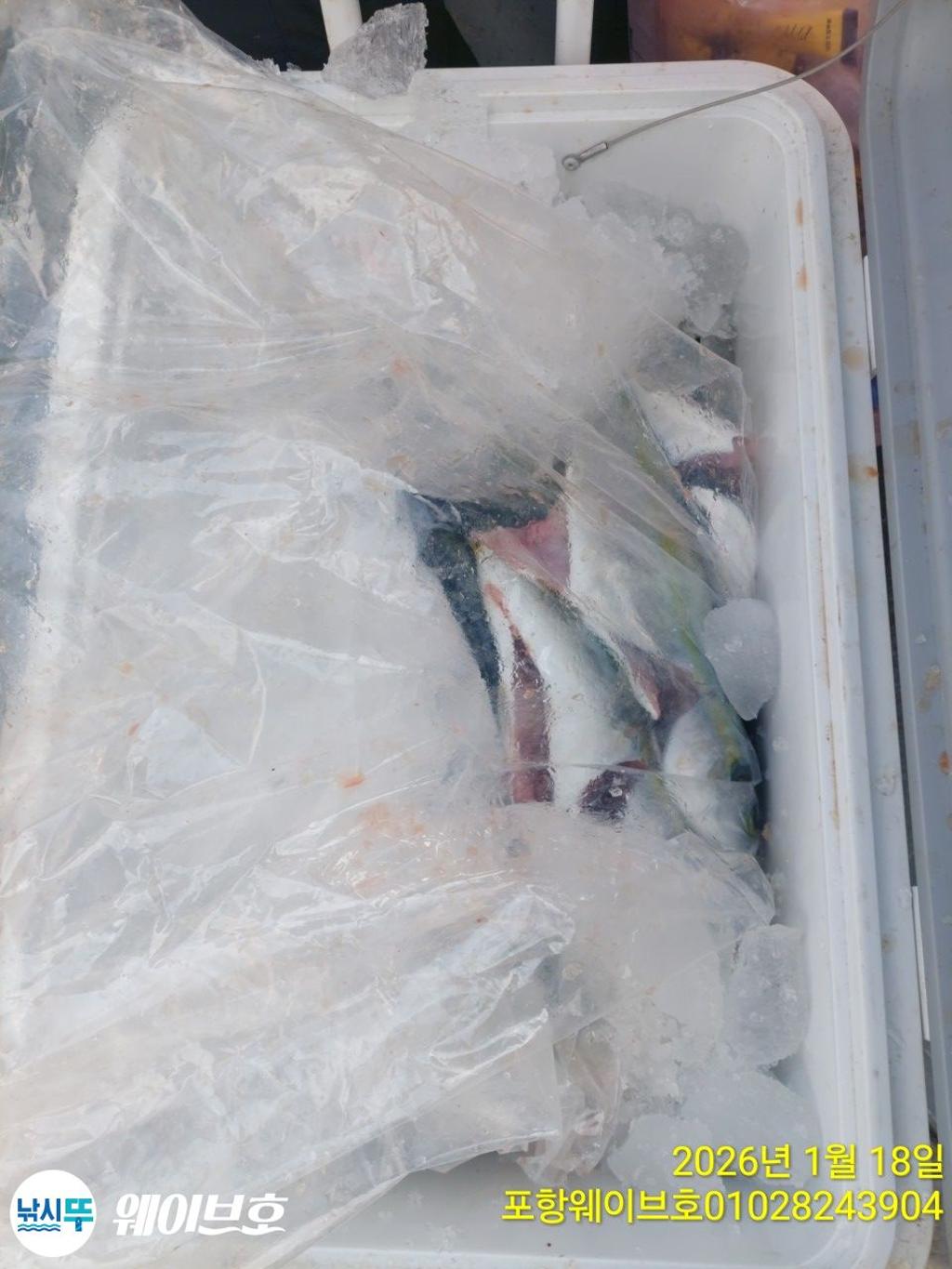 낚시뚜,방어,삼치,구룡포항,뉴웨이브호,낚시뚜4