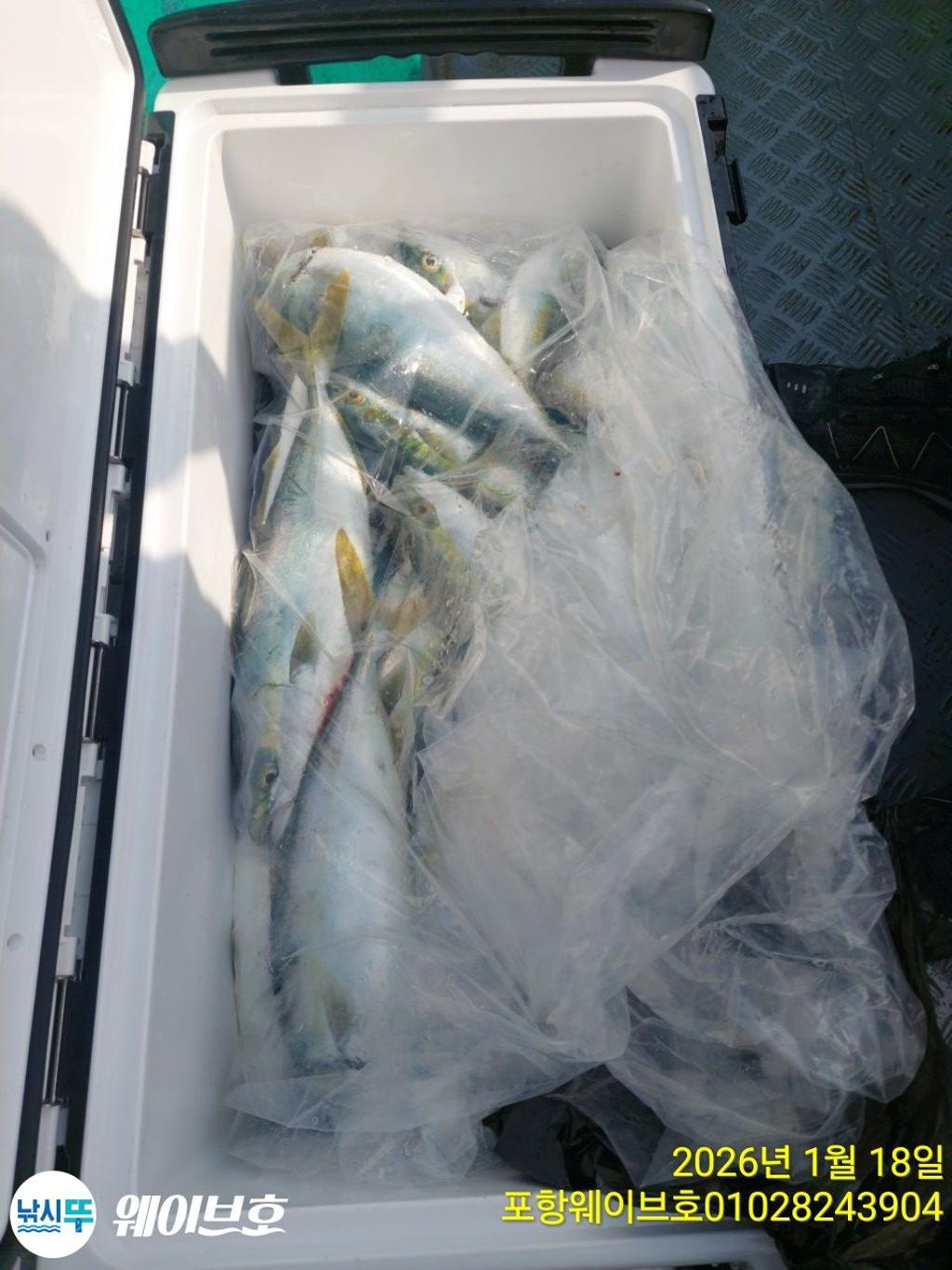 낚시뚜,방어,삼치,구룡포항,뉴웨이브호,낚시뚜3