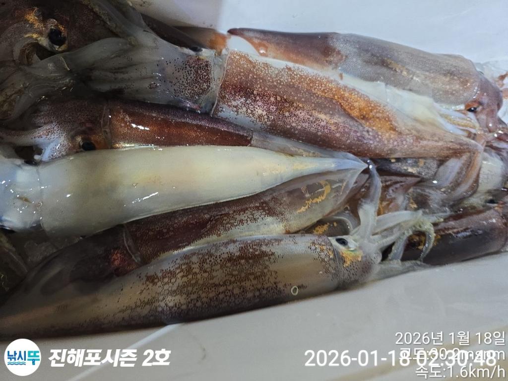 낚시뚜,오징어,진해행암항,진해포시즌 2호,낚시뚜0