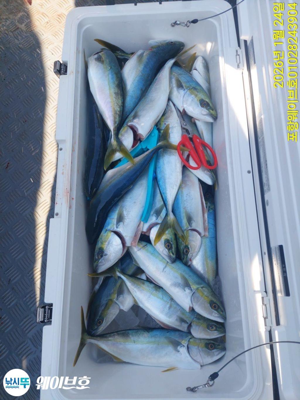 낚시뚜,방어,삼치,구룡포항,뉴웨이브호,낚시뚜13