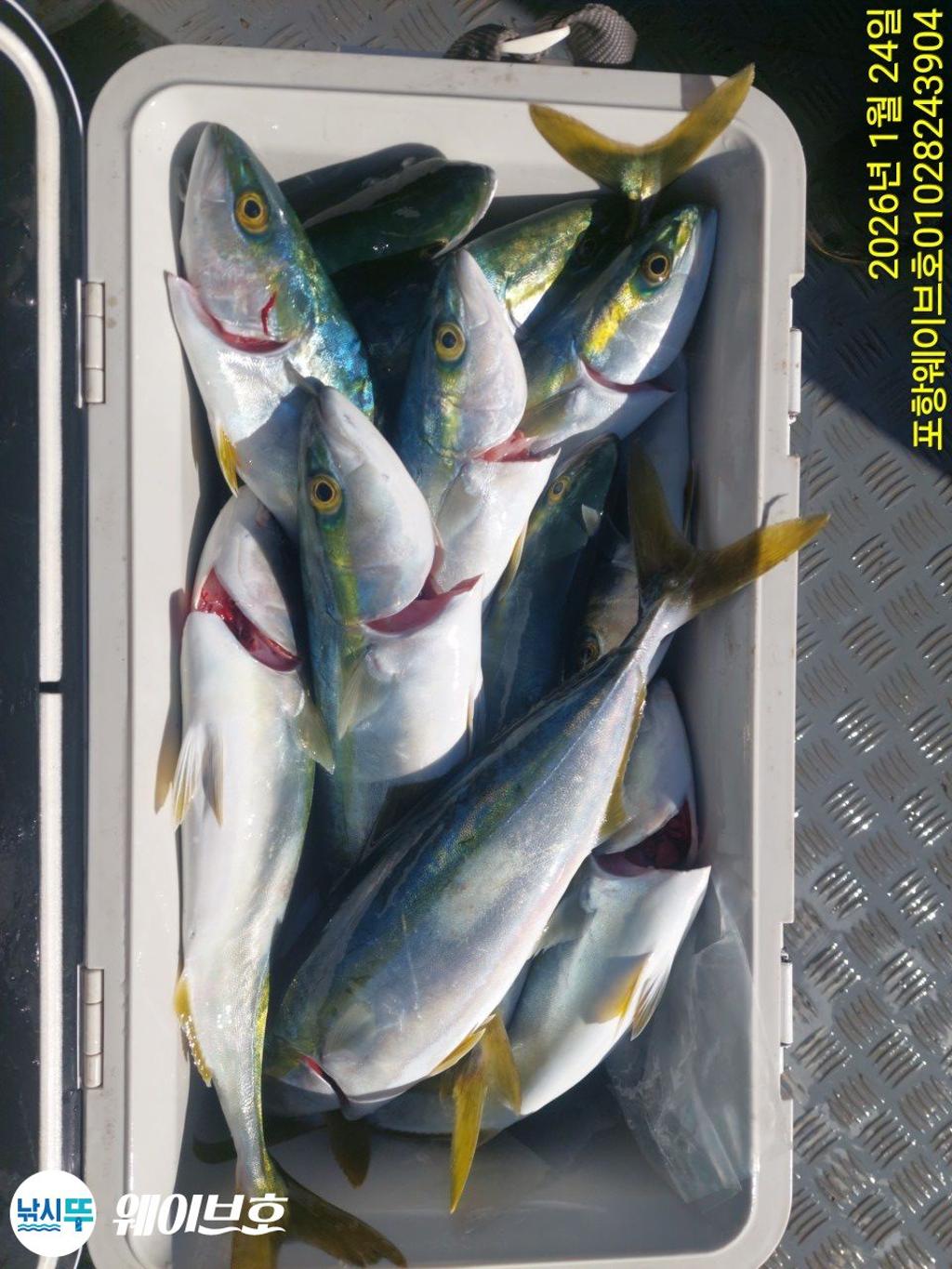 낚시뚜,방어,삼치,구룡포항,뉴웨이브호,낚시뚜12