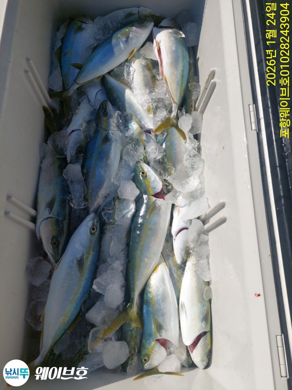 낚시뚜,방어,삼치,구룡포항,뉴웨이브호,낚시뚜11