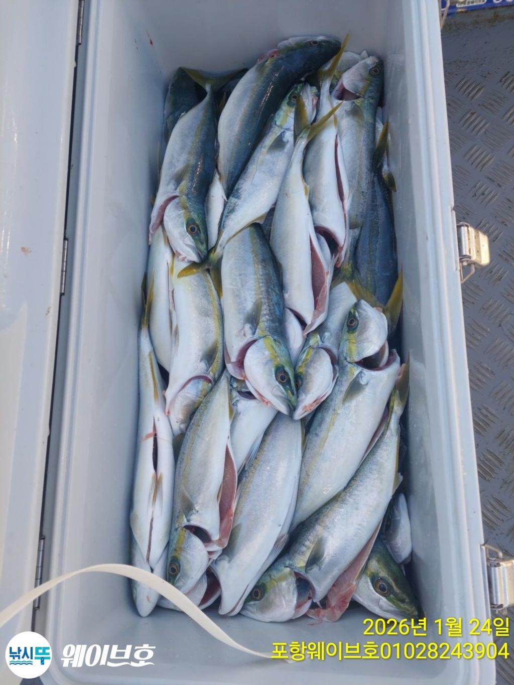 낚시뚜,방어,삼치,구룡포항,뉴웨이브호,낚시뚜10