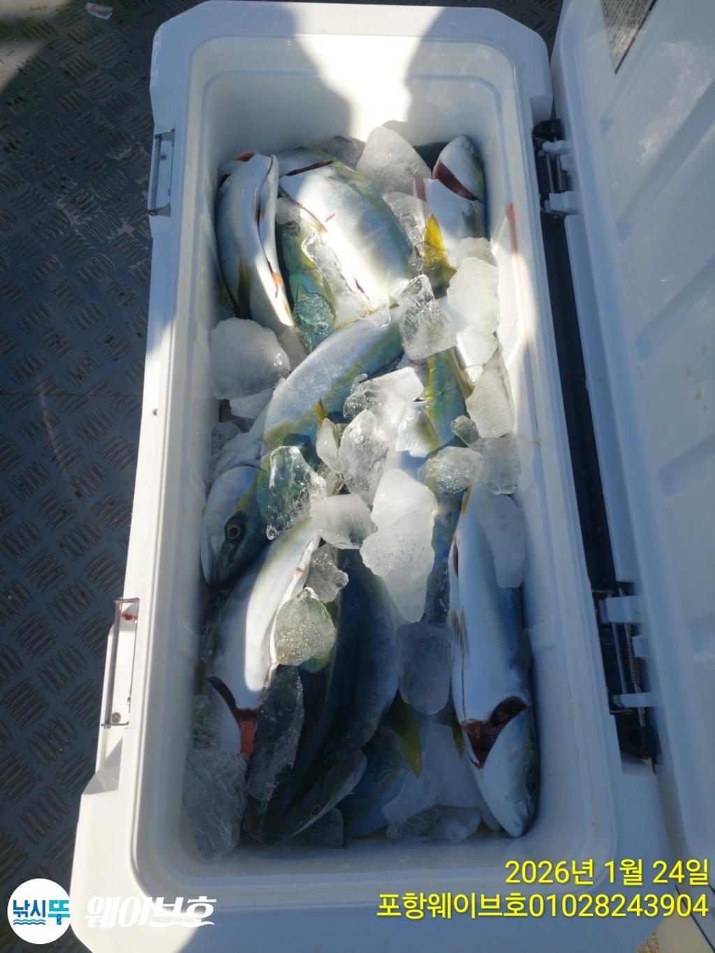 낚시뚜,방어,삼치,구룡포항,뉴웨이브호,낚시뚜9