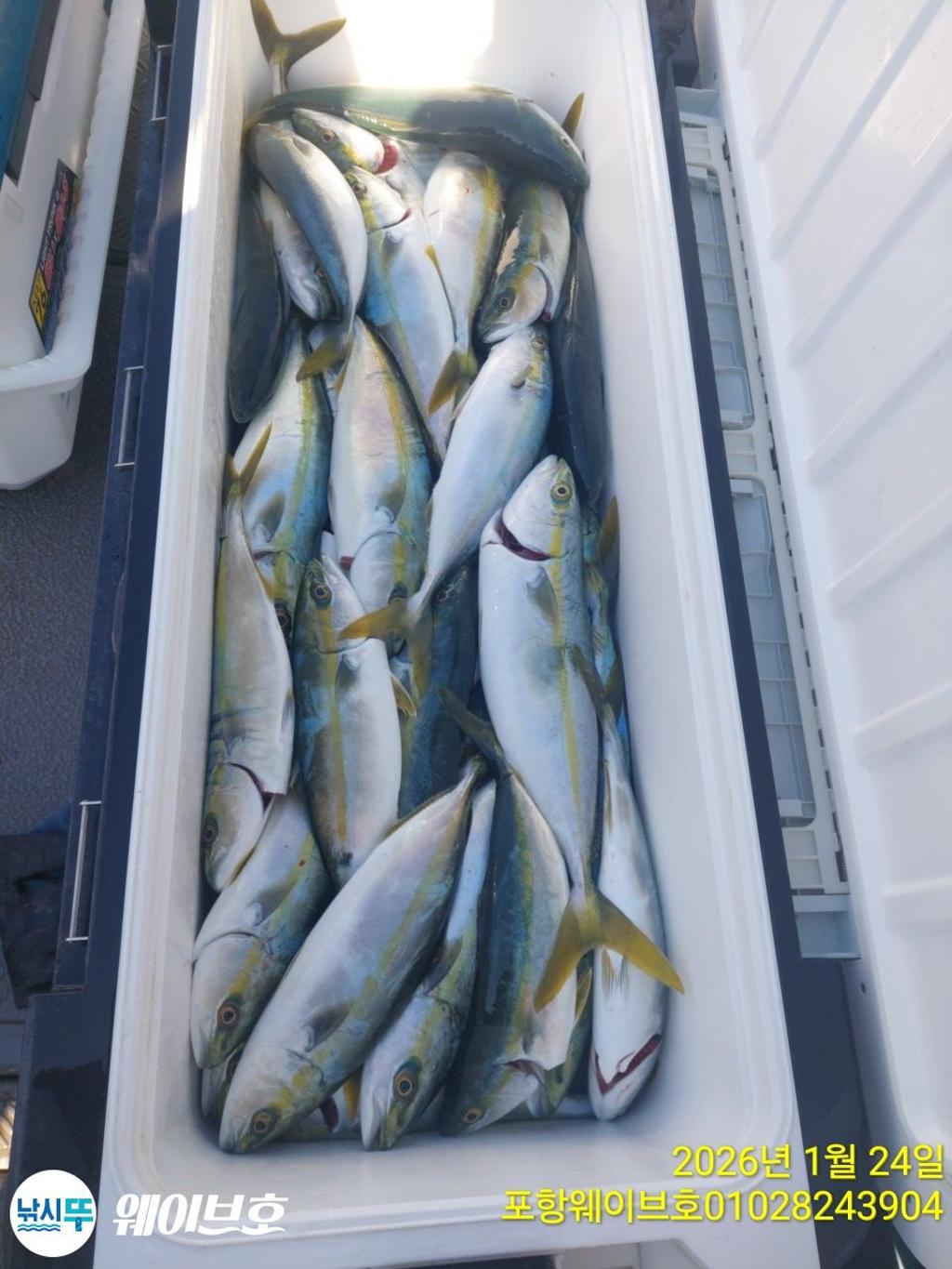 낚시뚜,방어,삼치,구룡포항,뉴웨이브호,낚시뚜8