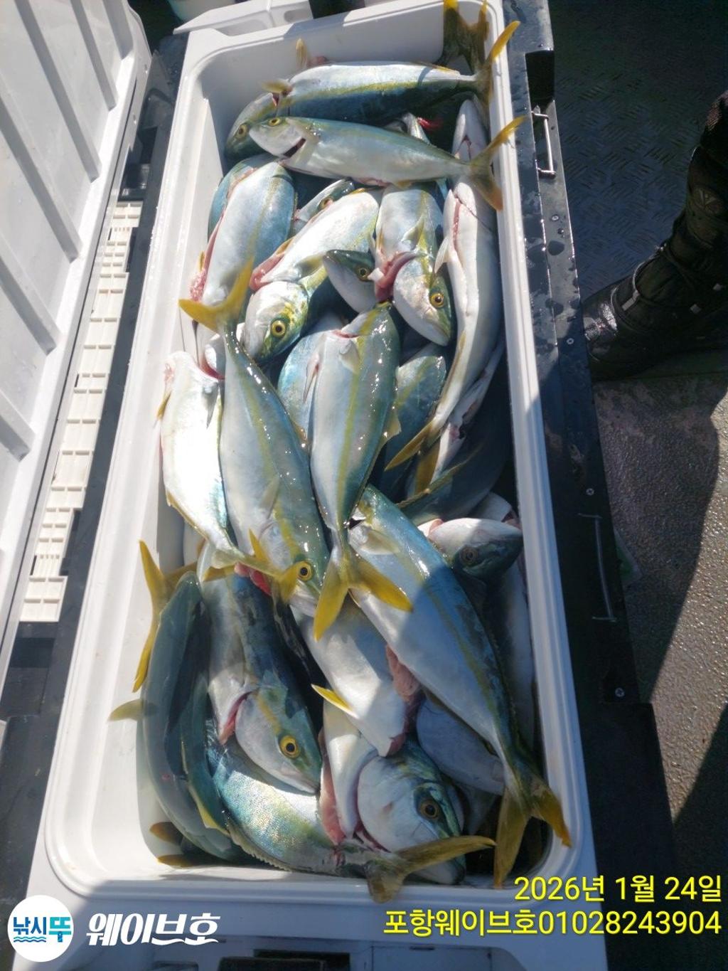 낚시뚜,방어,삼치,구룡포항,뉴웨이브호,낚시뚜7