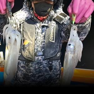 조황, 오징어+한치~내일예약가능~(일요일 딱하루출조가능)