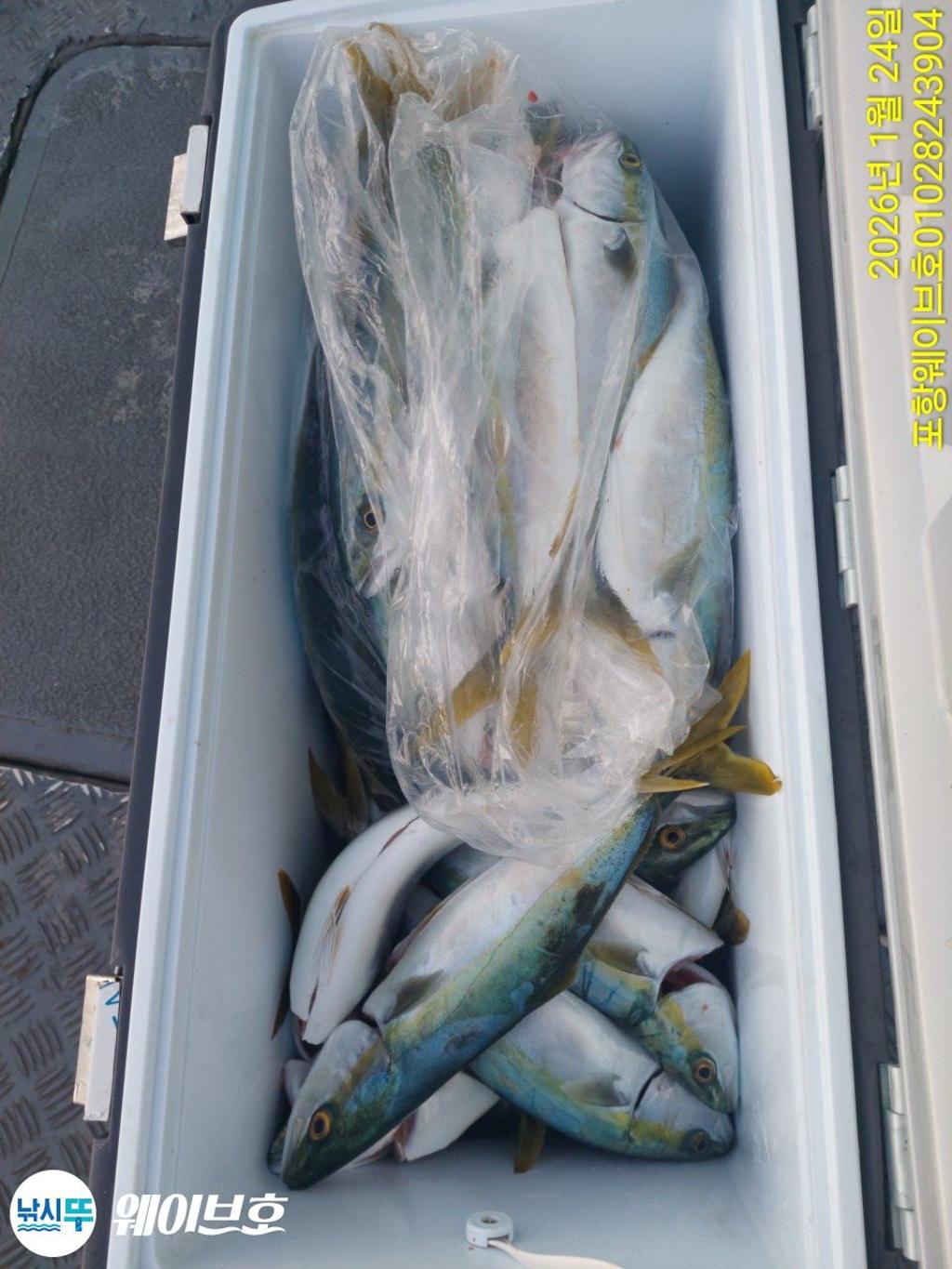 낚시뚜,방어,삼치,구룡포항,뉴웨이브호,낚시뚜8