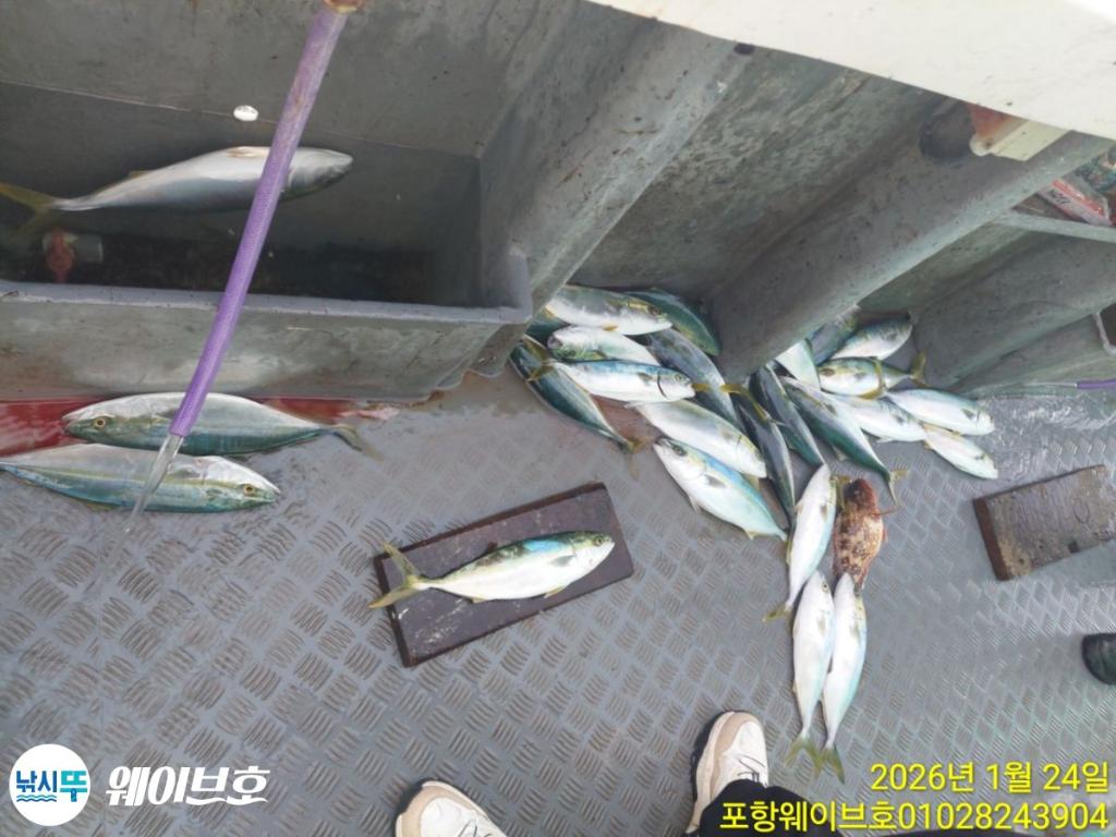 낚시뚜,방어,삼치,구룡포항,뉴웨이브호,낚시뚜7