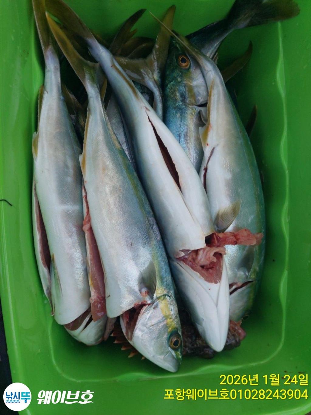 낚시뚜,방어,삼치,구룡포항,뉴웨이브호,낚시뚜6