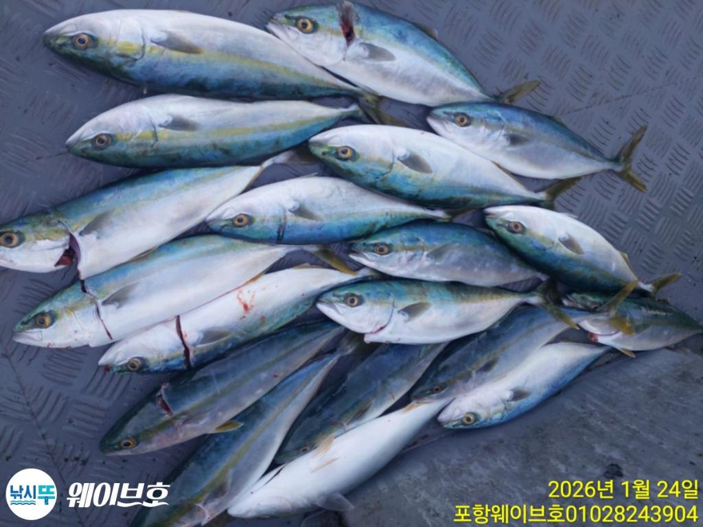 낚시뚜,방어,삼치,구룡포항,뉴웨이브호,낚시뚜5