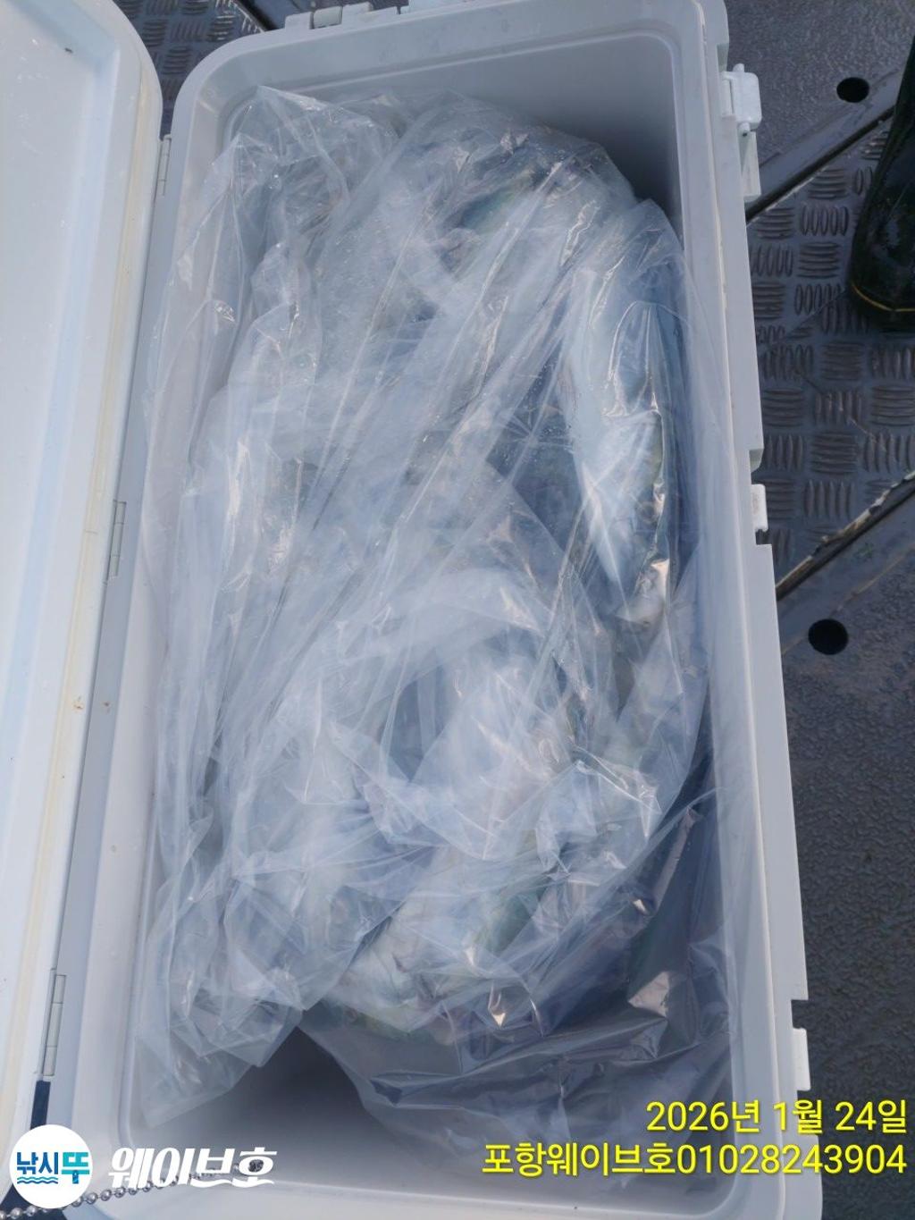 낚시뚜,방어,삼치,구룡포항,뉴웨이브호,낚시뚜4