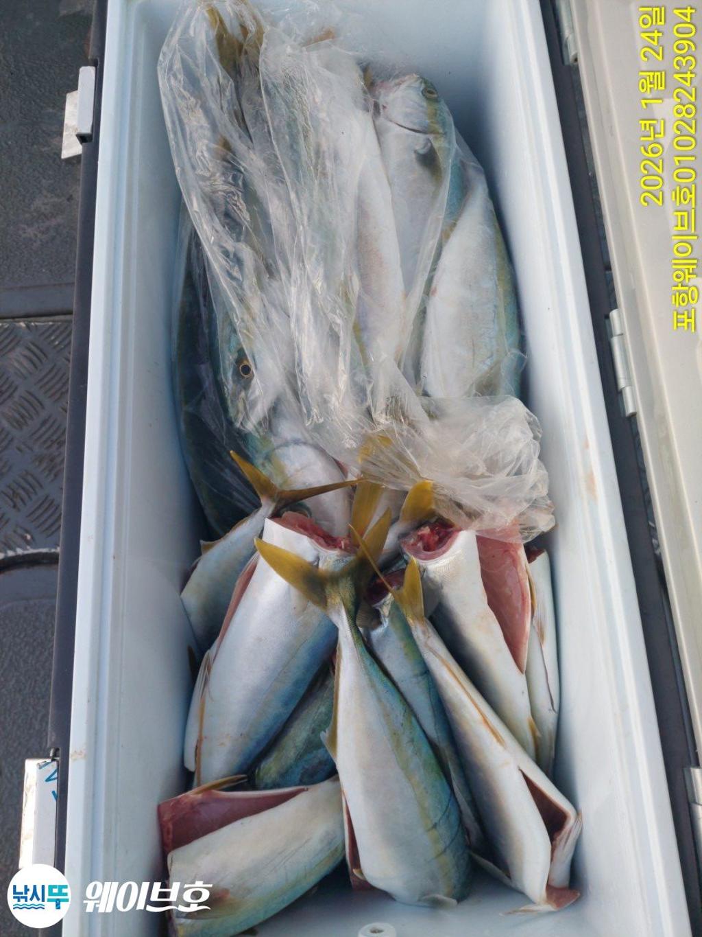 낚시뚜,방어,삼치,구룡포항,뉴웨이브호,낚시뚜3