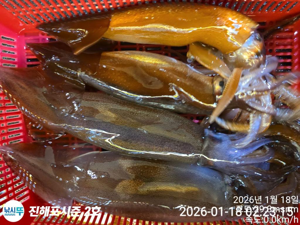 낚시뚜,오징어,진해행암항,진해포시즌 2호,낚시뚜1