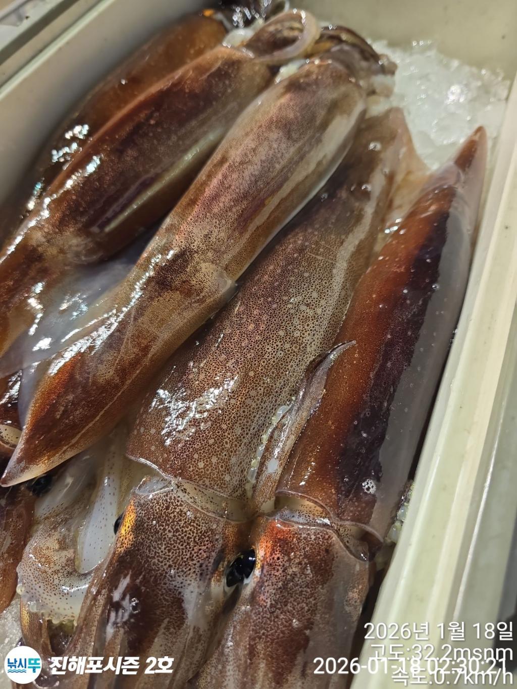 낚시뚜,오징어,진해행암항,진해포시즌 2호,낚시뚜0