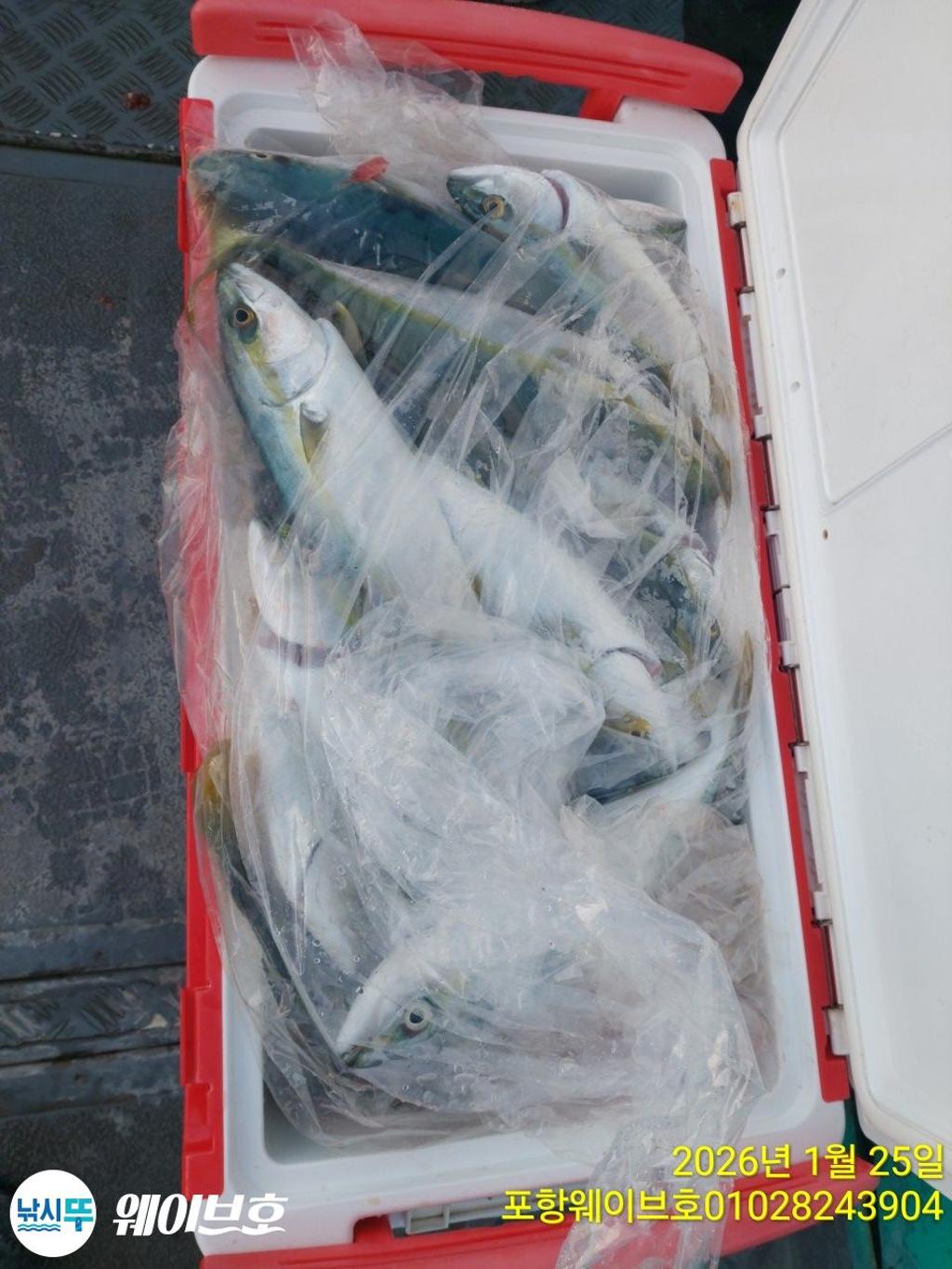 낚시뚜,방어,삼치,구룡포항,뉴웨이브호,낚시뚜13