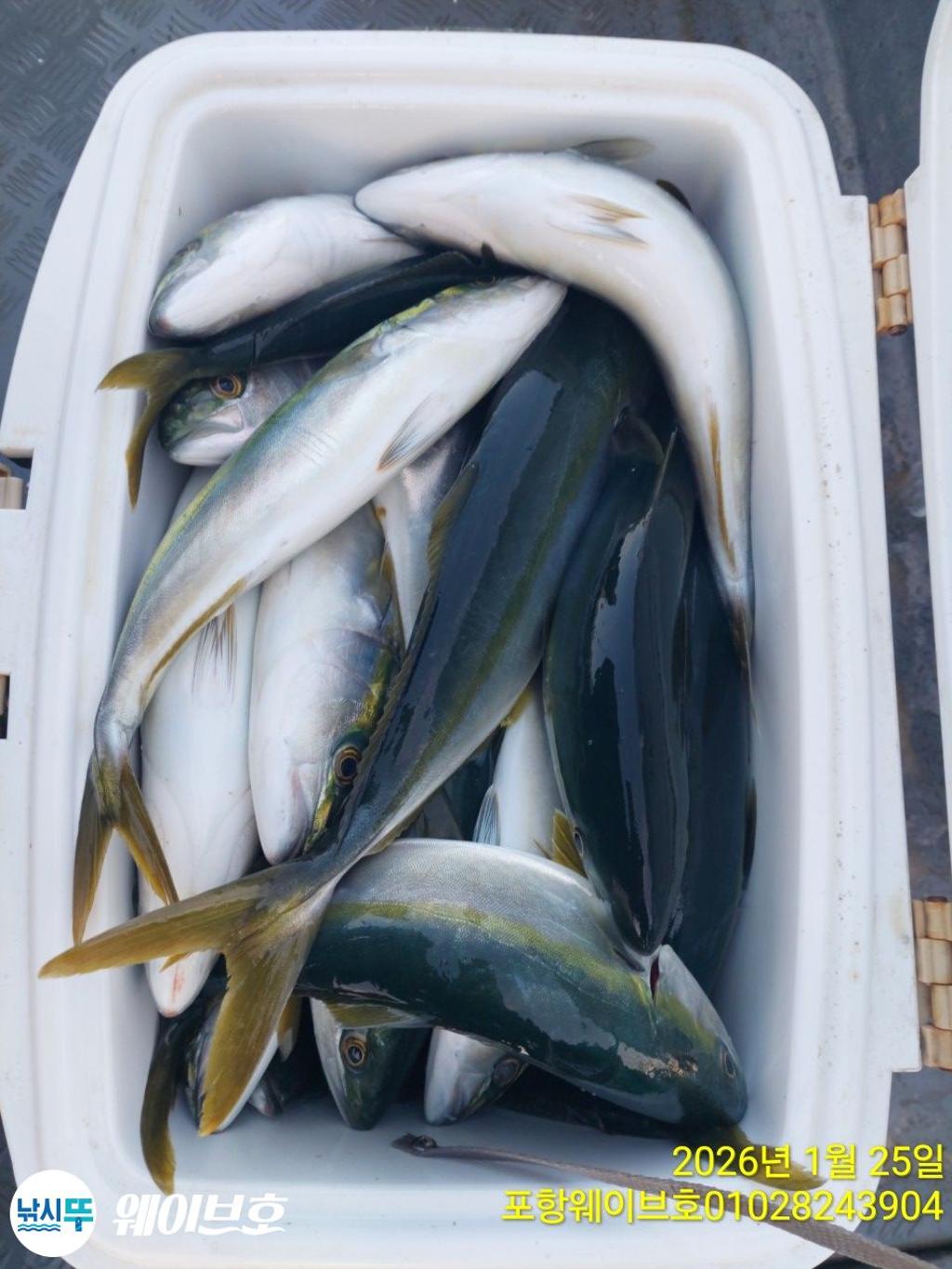 낚시뚜,방어,삼치,구룡포항,뉴웨이브호,낚시뚜12