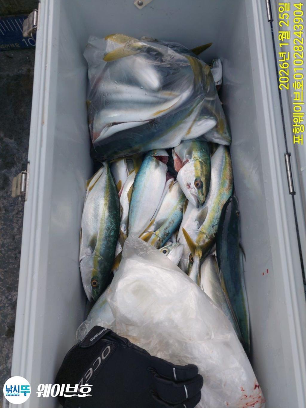 낚시뚜,방어,삼치,구룡포항,뉴웨이브호,낚시뚜11