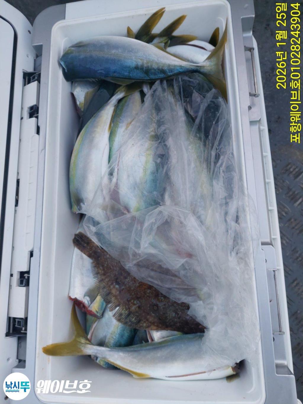 낚시뚜,방어,삼치,구룡포항,뉴웨이브호,낚시뚜10