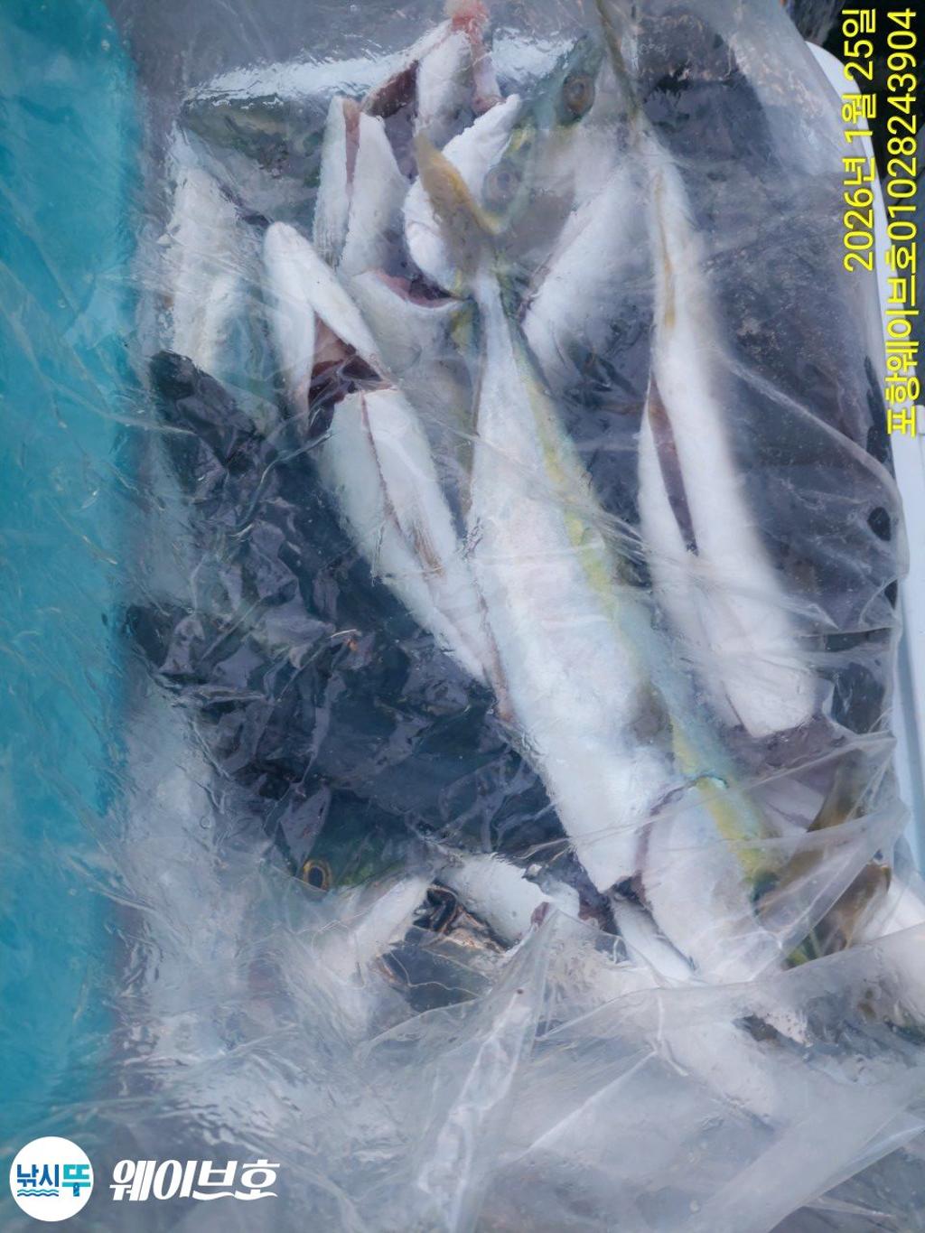 낚시뚜,방어,삼치,구룡포항,뉴웨이브호,낚시뚜9