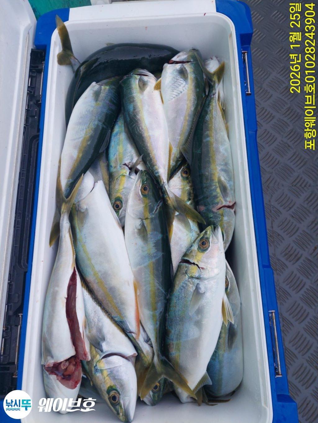 낚시뚜,방어,삼치,구룡포항,뉴웨이브호,낚시뚜7