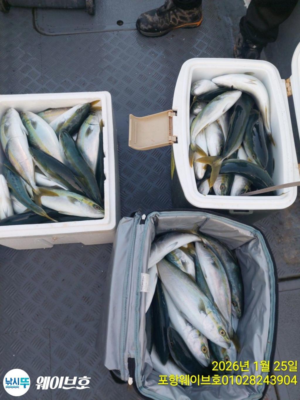 낚시뚜,방어,삼치,구룡포항,뉴웨이브호,낚시뚜6