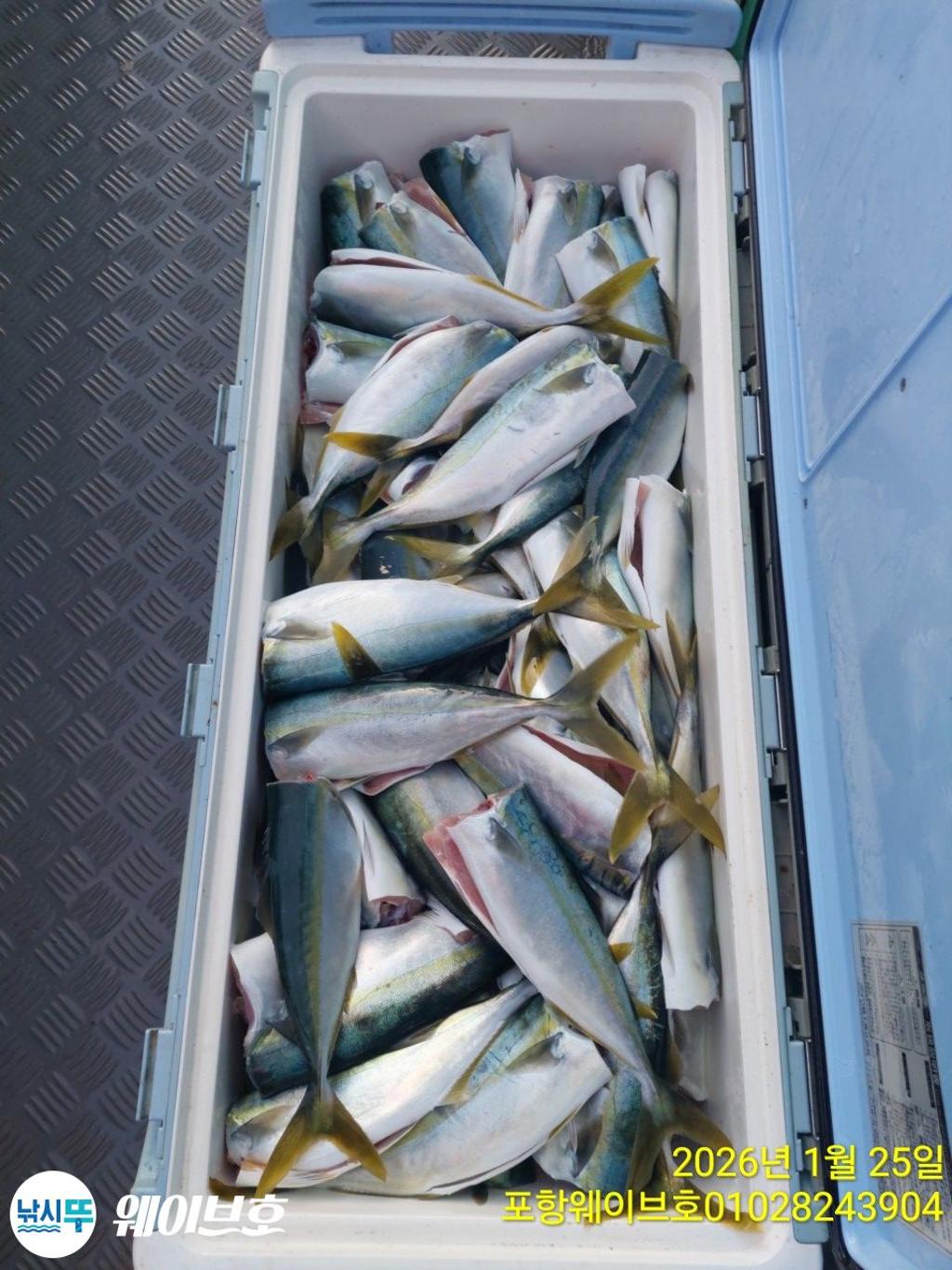 낚시뚜,방어,삼치,구룡포항,뉴웨이브호,낚시뚜5