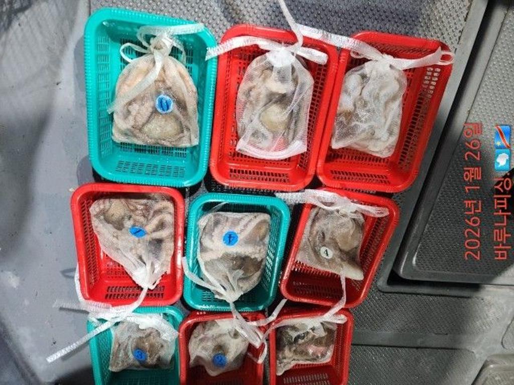 낚시뚜,낙지,속천항(진해),바루나피싱,낚시뚜5