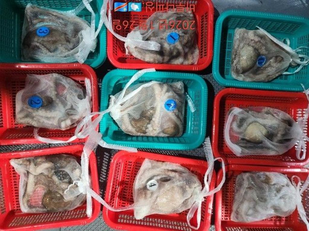 낚시뚜,낙지,속천항(진해),바루나피싱,낚시뚜4